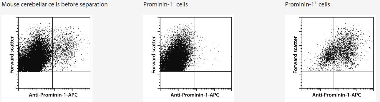 Enrichment of Prominin-1+ cells from mouse cerebellum (postnatal day 1) using Anti-Prominin-1 MicroBeads, a MiniMACS Separator, and MS Columns.